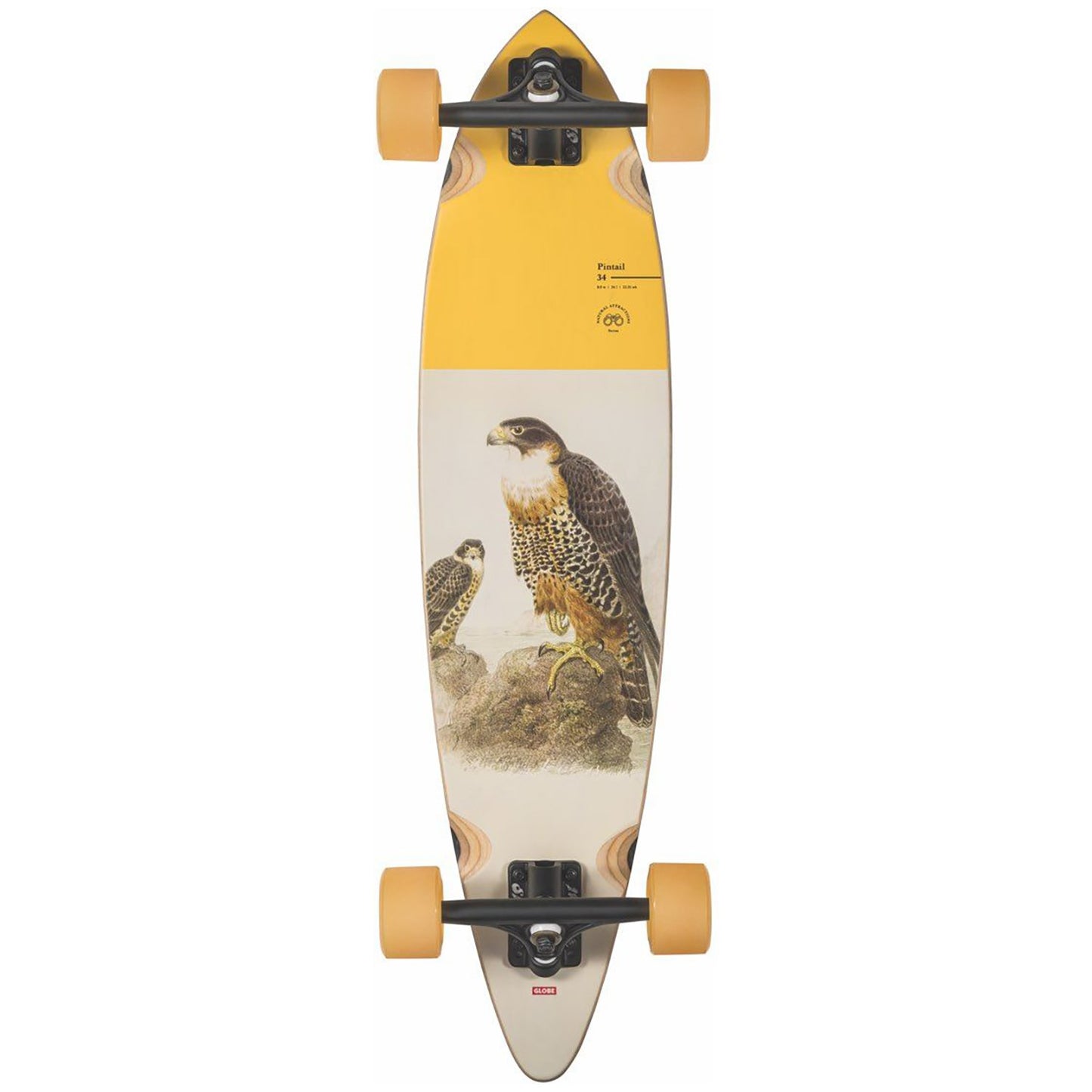 Globe Skateboards Pintail 34 Cruiser - The Falcon Skateboard