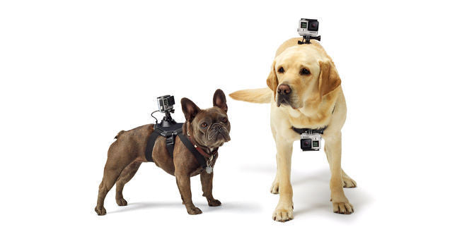 Gopro Fetch Handler Dog Harness Mount gopro mount