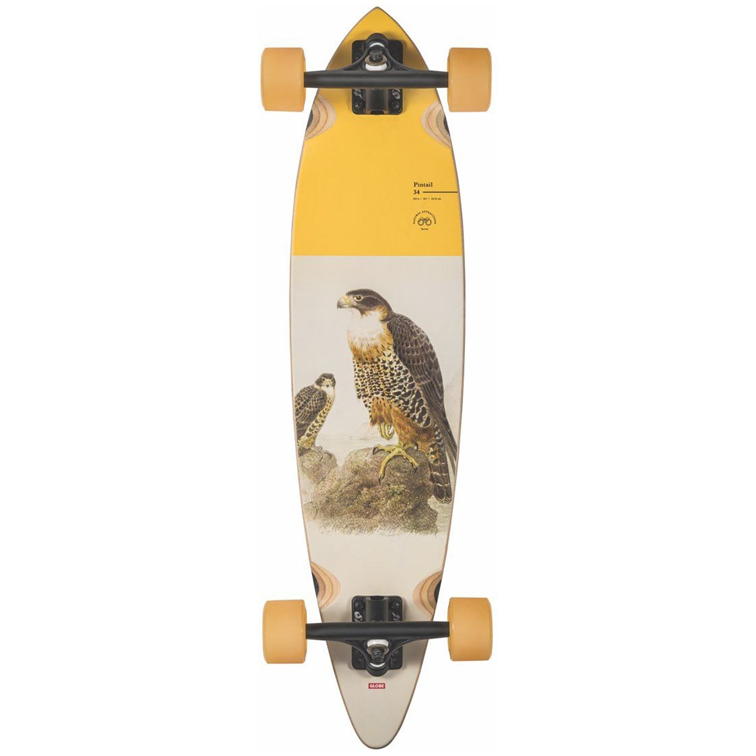 Globe Skateboards Pintail 34 Cruiser - The Falcon Skateboard